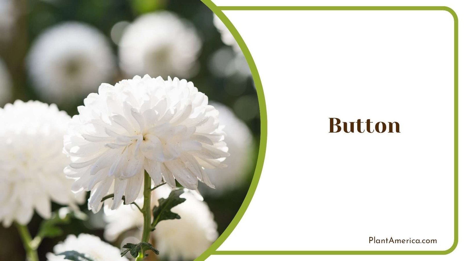 Button Blooms Flower PlantAmerica