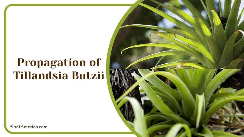 Butzii Air Plant Plant America