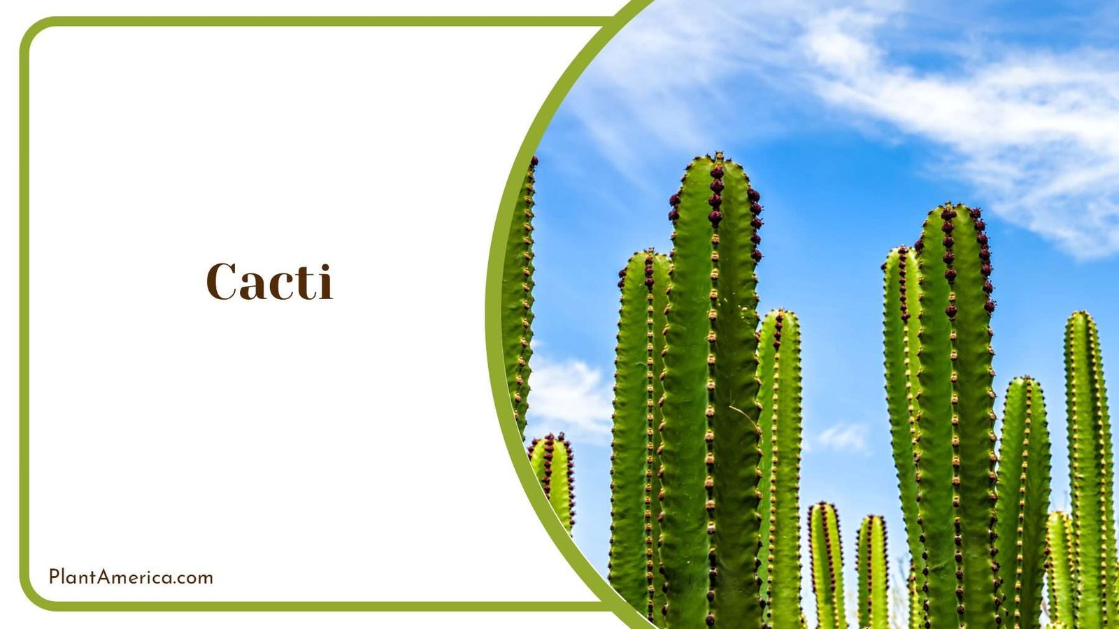 Cacti In The Sun Plant America