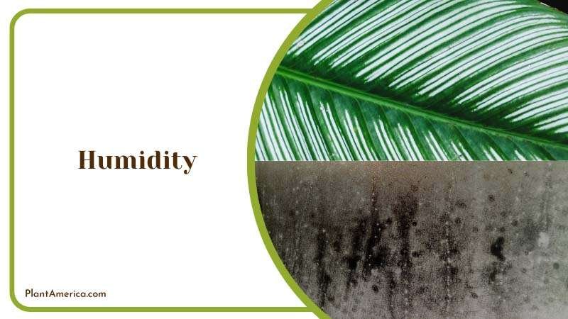 Calathea Beauty Star Humidity ~ PlantAmerica