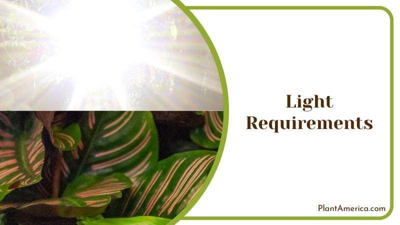 Calathea Light Requirements ~ PlantAmerica