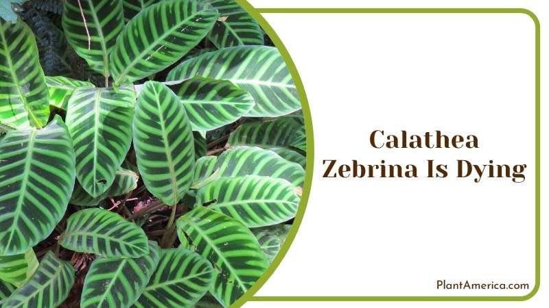 Calathea zebrina colorful leaves ~ PlantAmerica