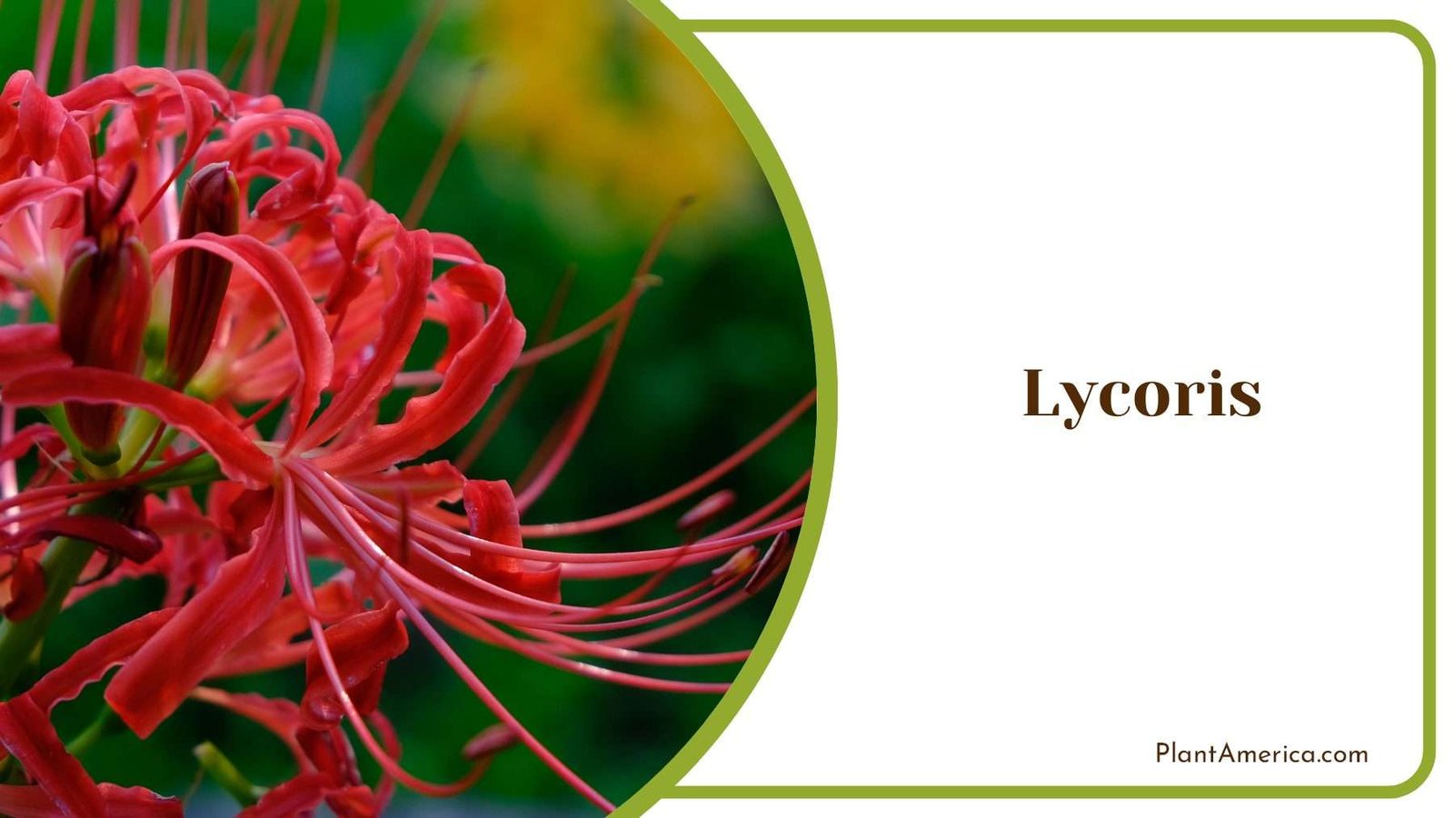 Captivating Surprise Lilies For Autumn Gardens Plant America