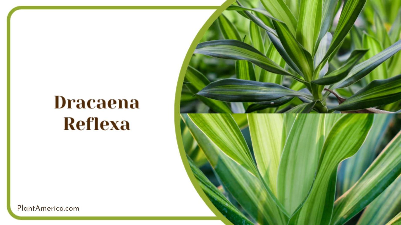 Care for Dracaena Reflexa Plant America