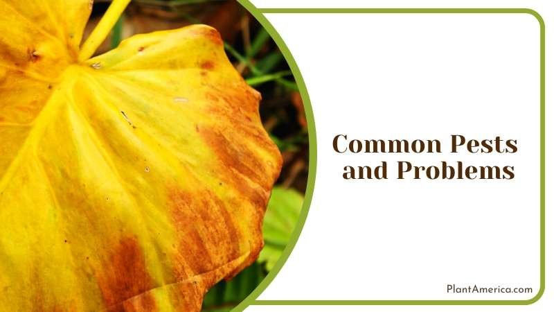 Caring for Philodendron Sodiroi Plant America 1