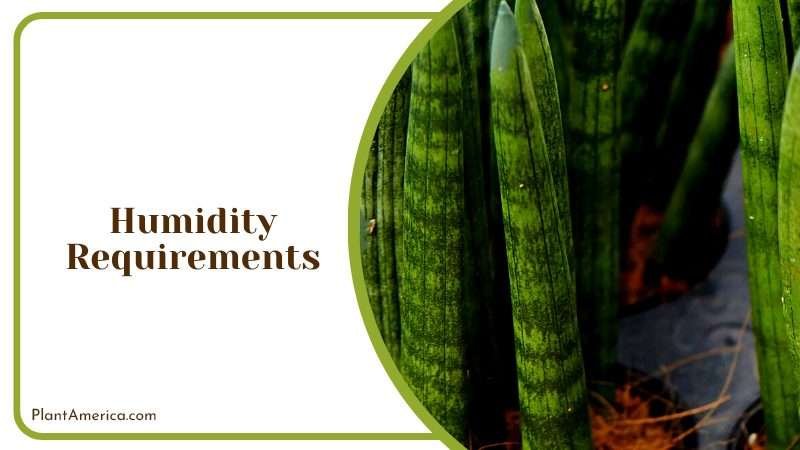 Caring for Sansevieria Stuckyi PlantAmerica