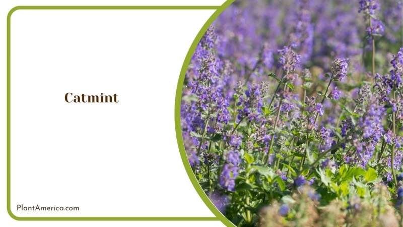 Catmint Creating A Relaxing And Aromatic Outdoor Space Plant America