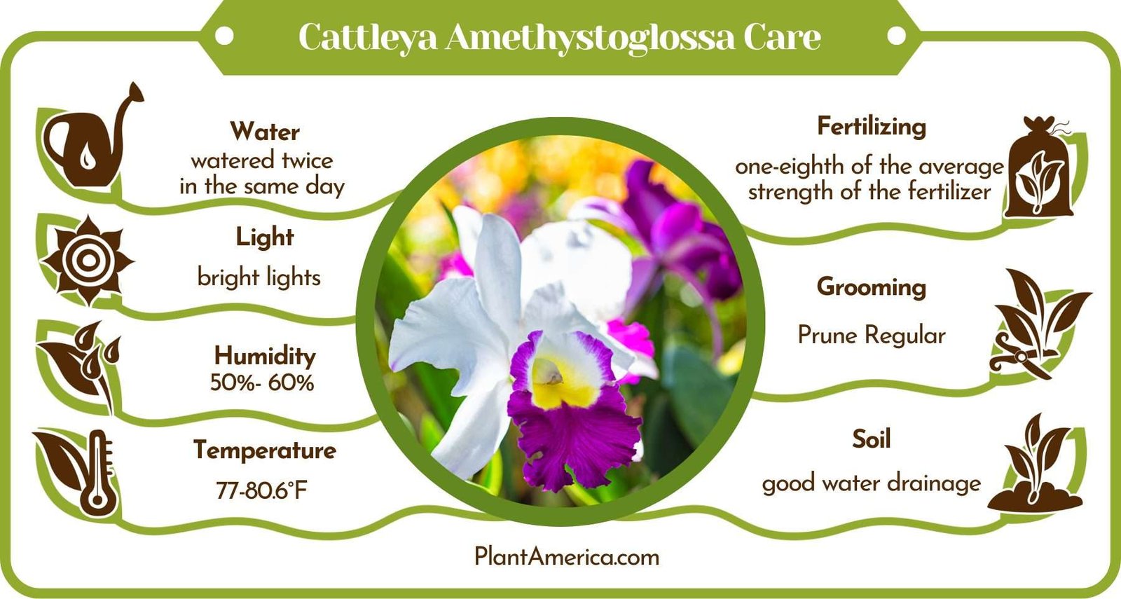 Cattleya Amethystoglossa Care Infographic PlantAmerica Cattleya Amethystoglossa Care: Violet Blooming Orchids