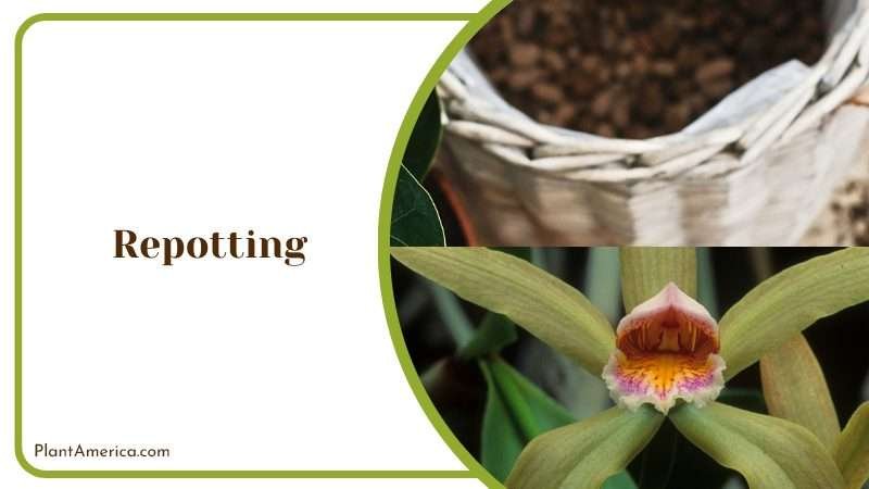 Cattleya Intermedia Repotting PlantAmerica