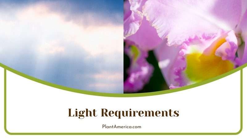Cattleya Light Requirements PlantAmerica