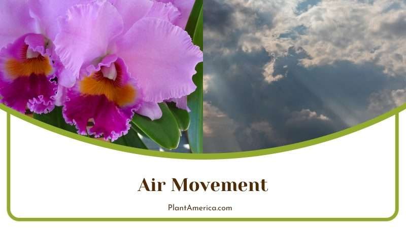 Cattleya Skinneri Air Movement PlantAmerica