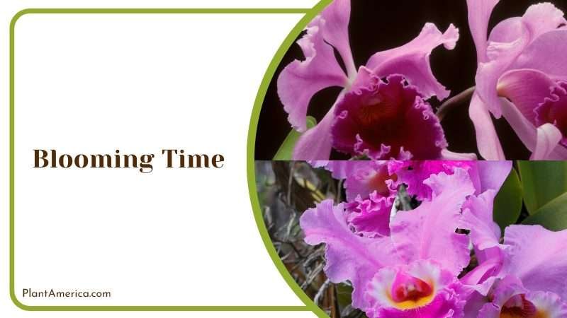 Cattleya Warscewiczii Blooming Time PlantAmerica Cattleya Warscewiczii Blooming Time PlantAmerica
