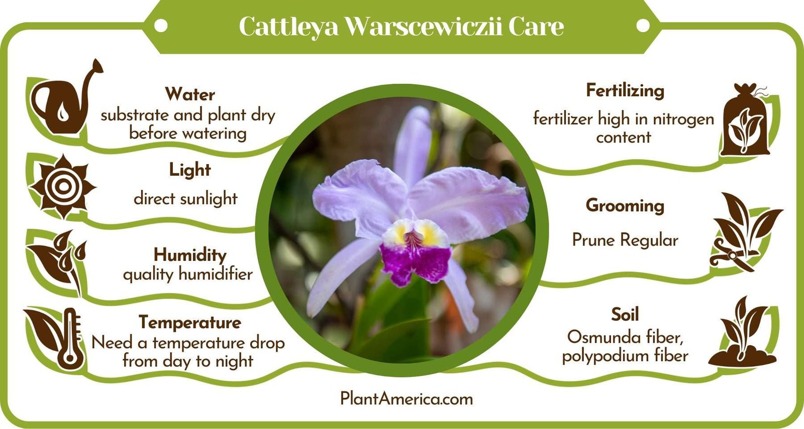 Cattleya Warscewiczii Care Infographic PlantAmerica Cattleya Warscewiczii Care Requirements: Everything Covered