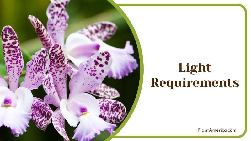Cattleya amethystoglossa care guide PlantAmerica Cattleya amethystoglossa care guide PlantAmerica