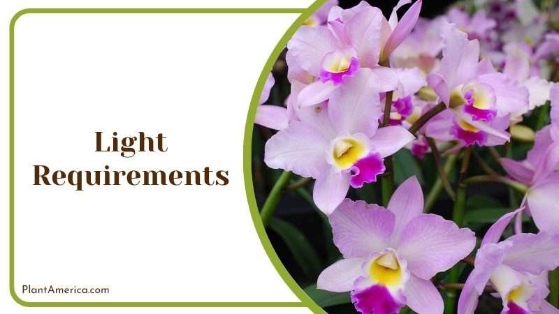 Cattleya loddigesii Bright Indirect Light PlantAmerica