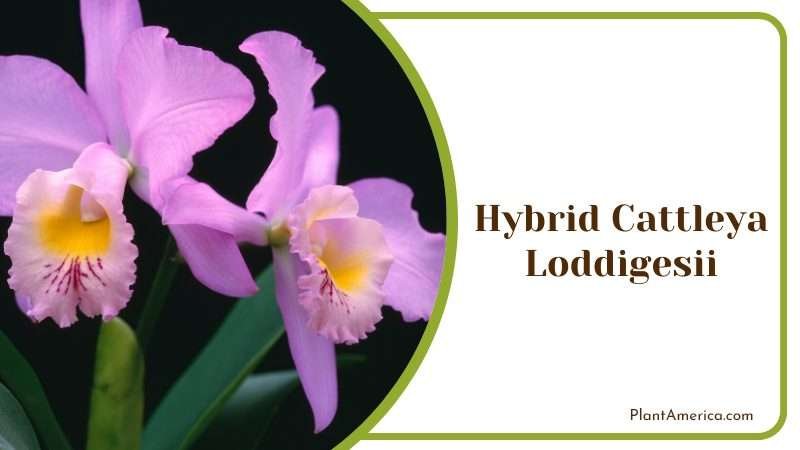 Cattleya loddigesii blooming PlantAmerica