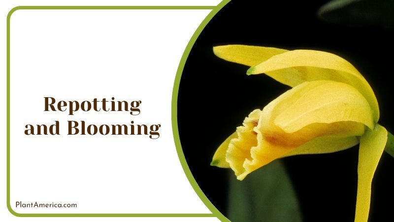Cattleya luteola propagation PlantAmerica