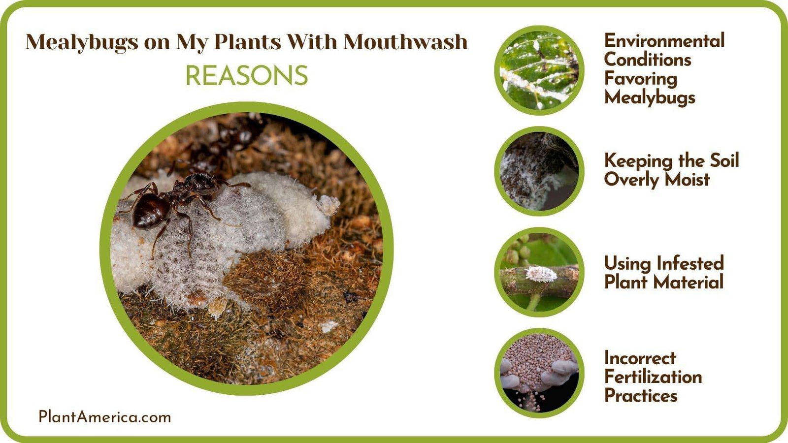 Causes of Mealybugs on My Plants With Mouthwash Plant America