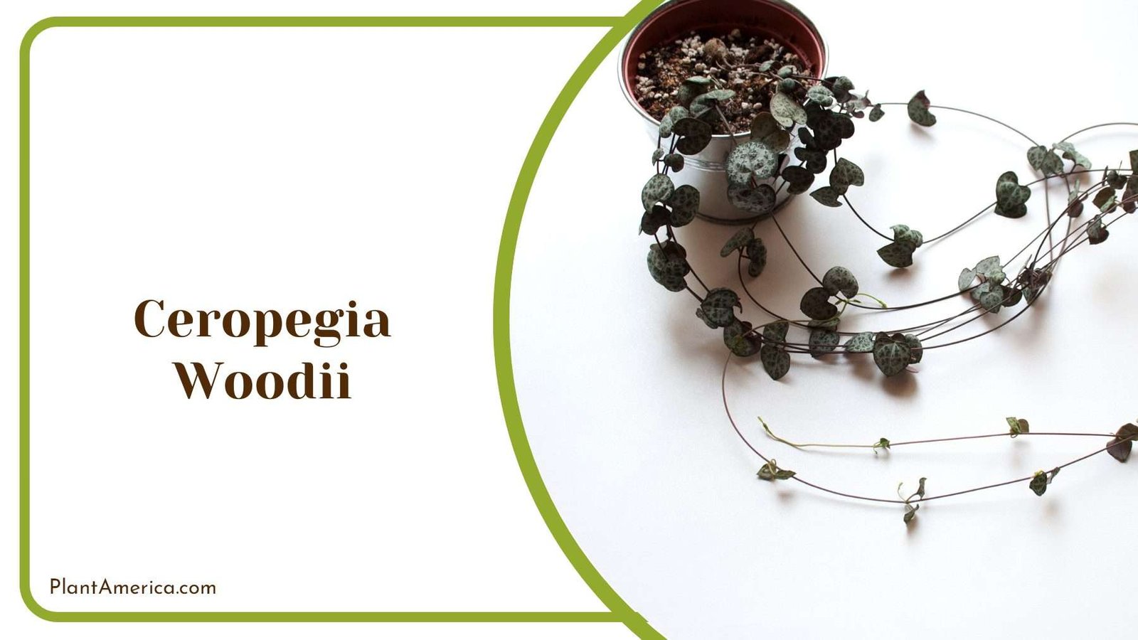Ceropegia Woodii Indoor Plant Plant America