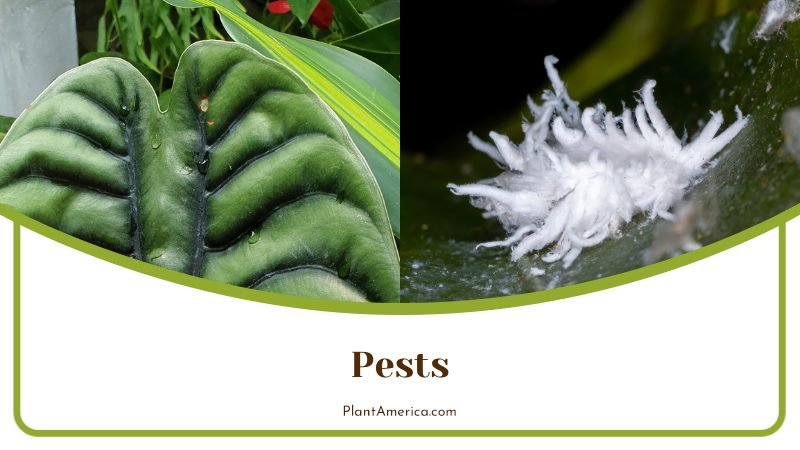 Checking Alocasia Zebrina for Pests ~ PlantAmerica