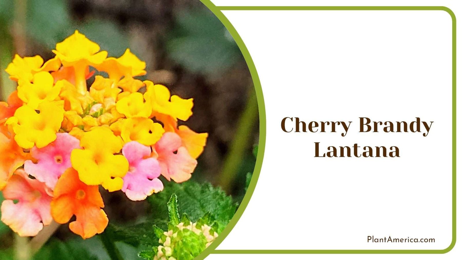 Cherry Brandy Yellow Tiny Lantana Plant America