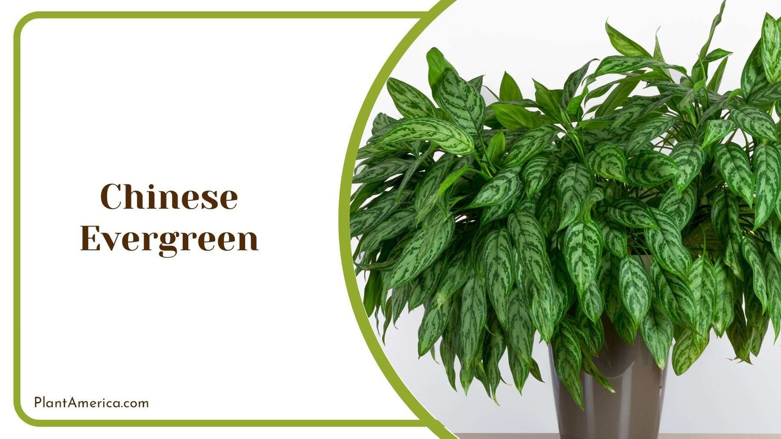 Chinese Evergreen Colourful Leaves Plant America