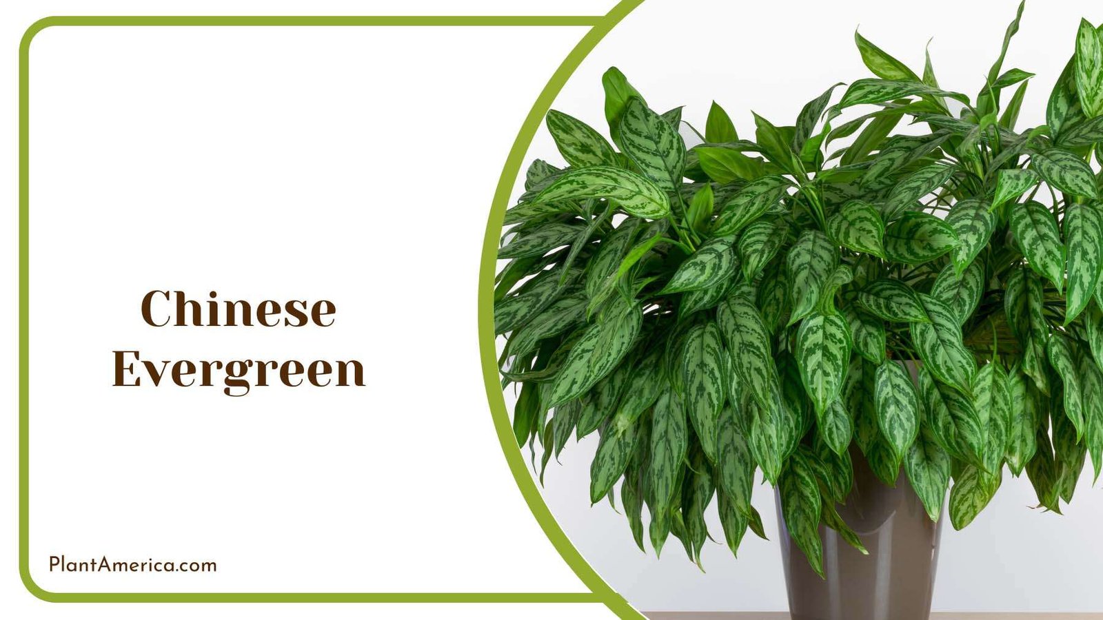 Chinese Evergreen Plants Plant America