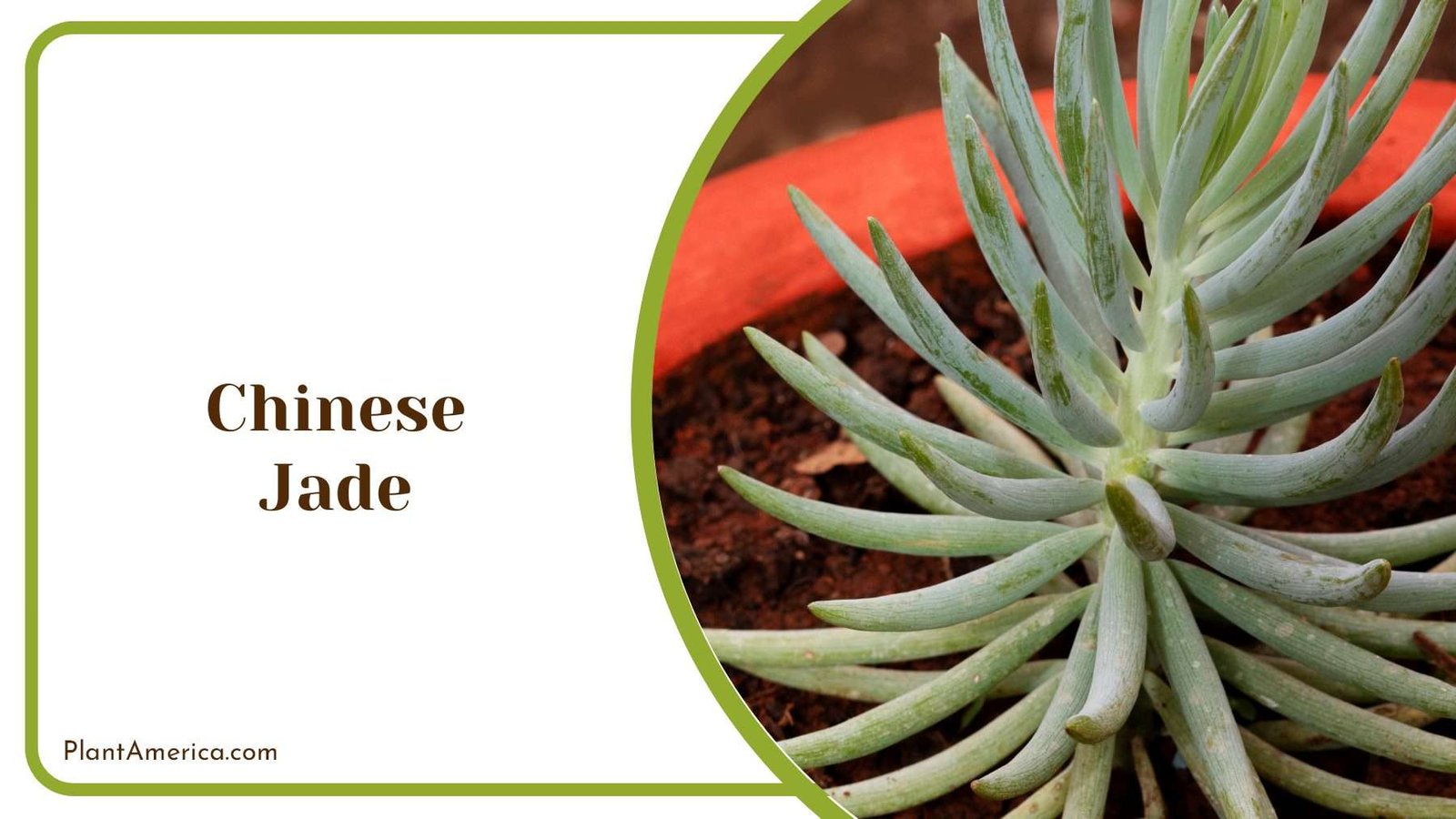 Chinese Jade Plant Plant America
