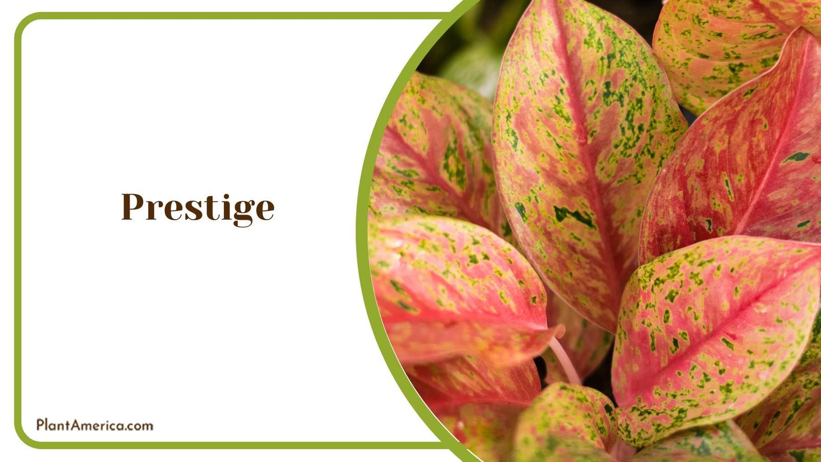 Choosing Prestige For Unparalleled Quality PlantAmerica