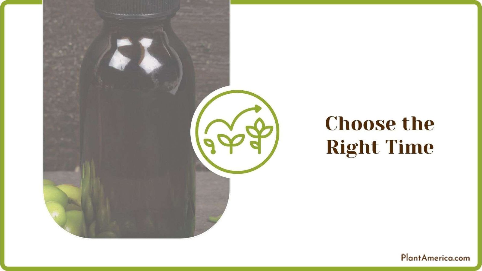 Choosing Right Time Plant America