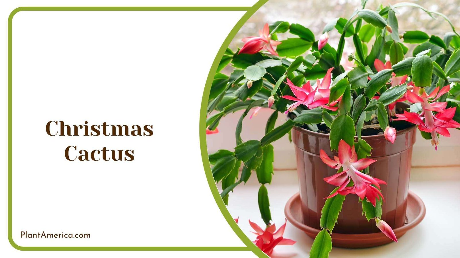 Christmas Cactus Plant America