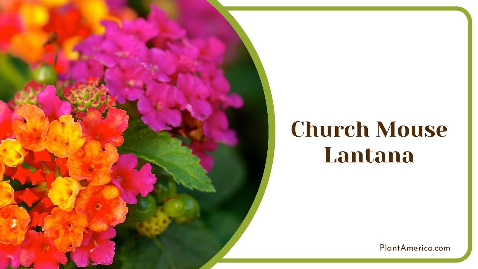 Church Mouse Lantana Colourful Flowers Plant America