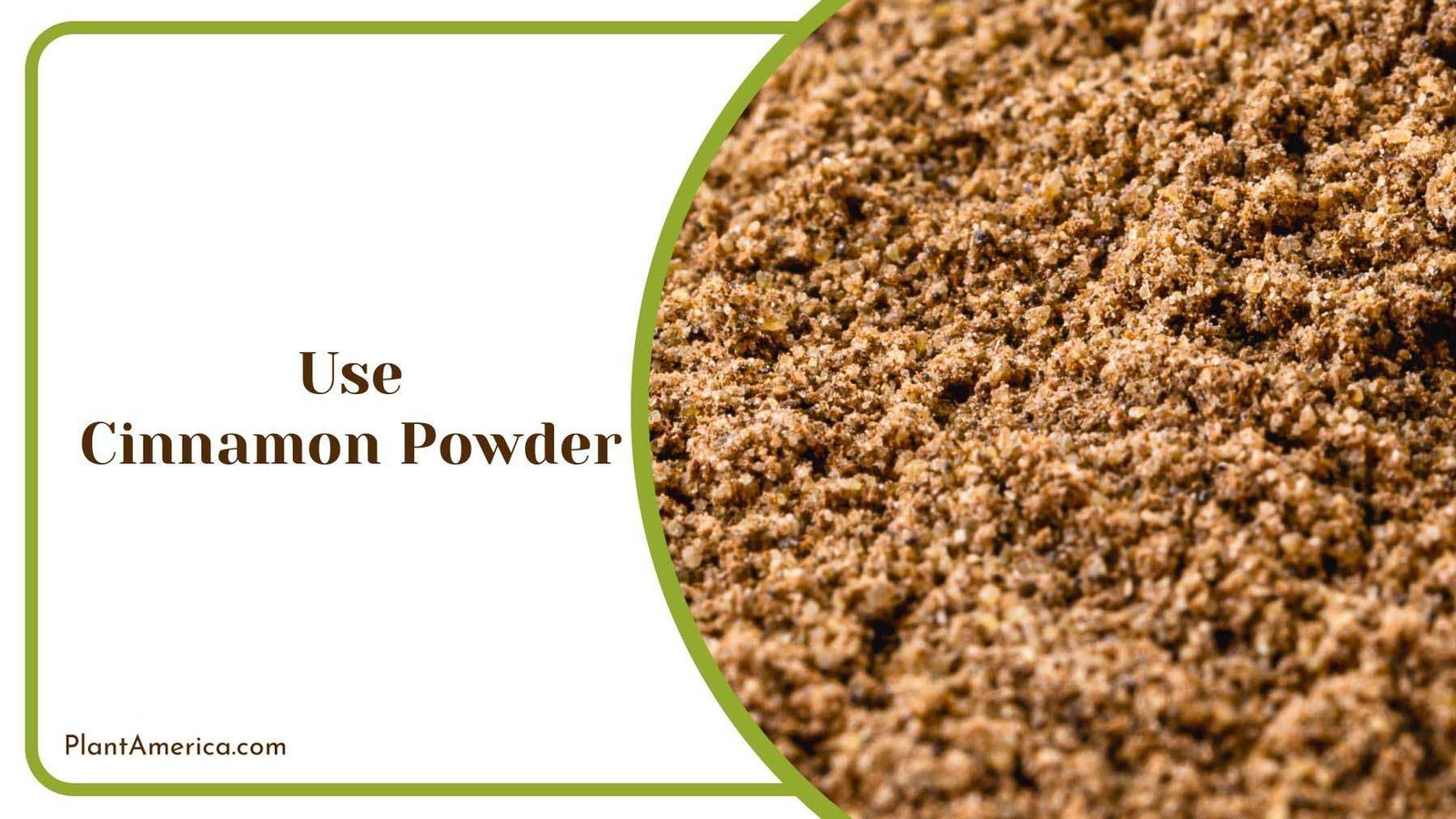 Cinnamon Powder to Kill Mealybugs Plant America