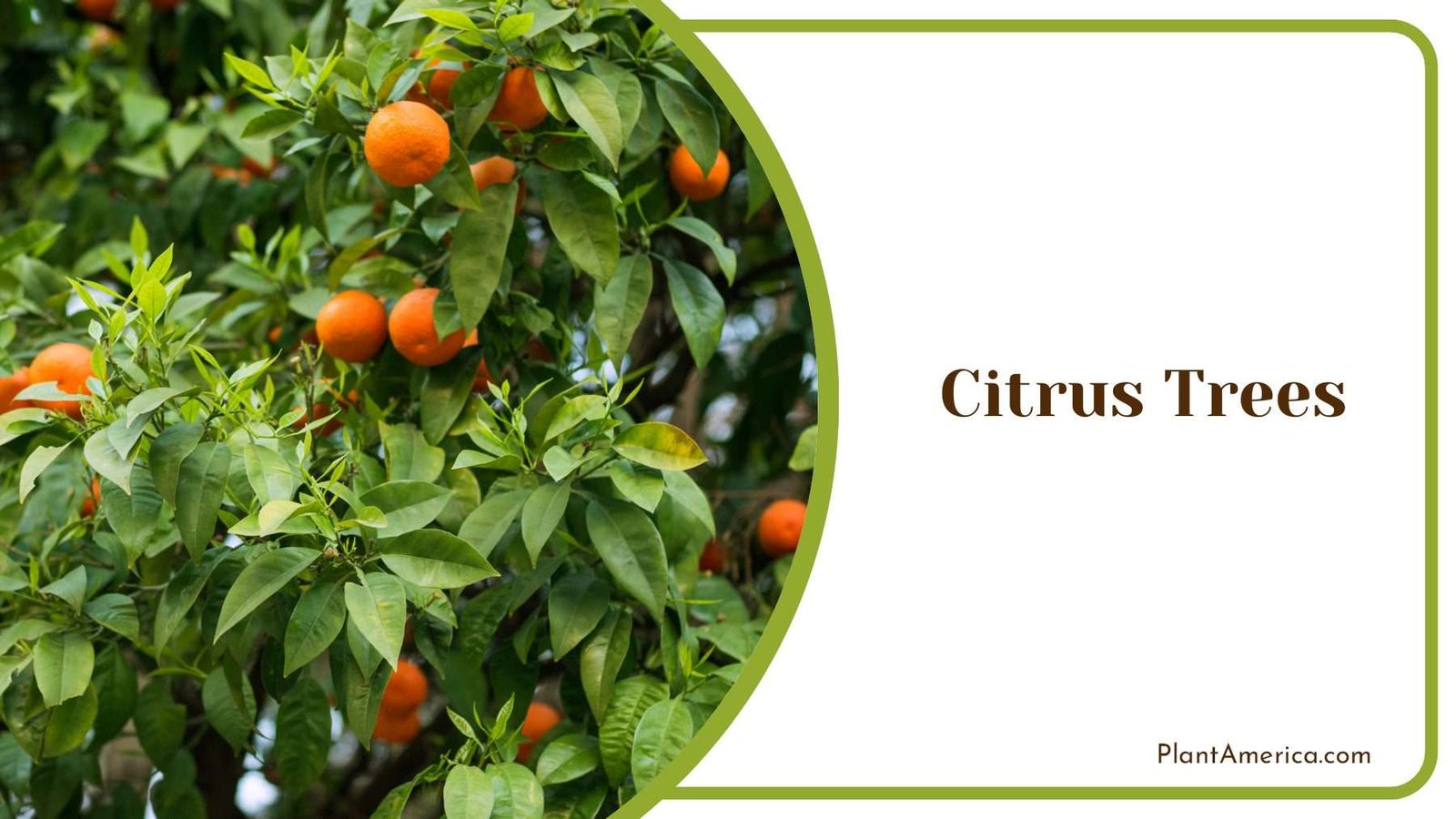 Citrus Trees Plant America