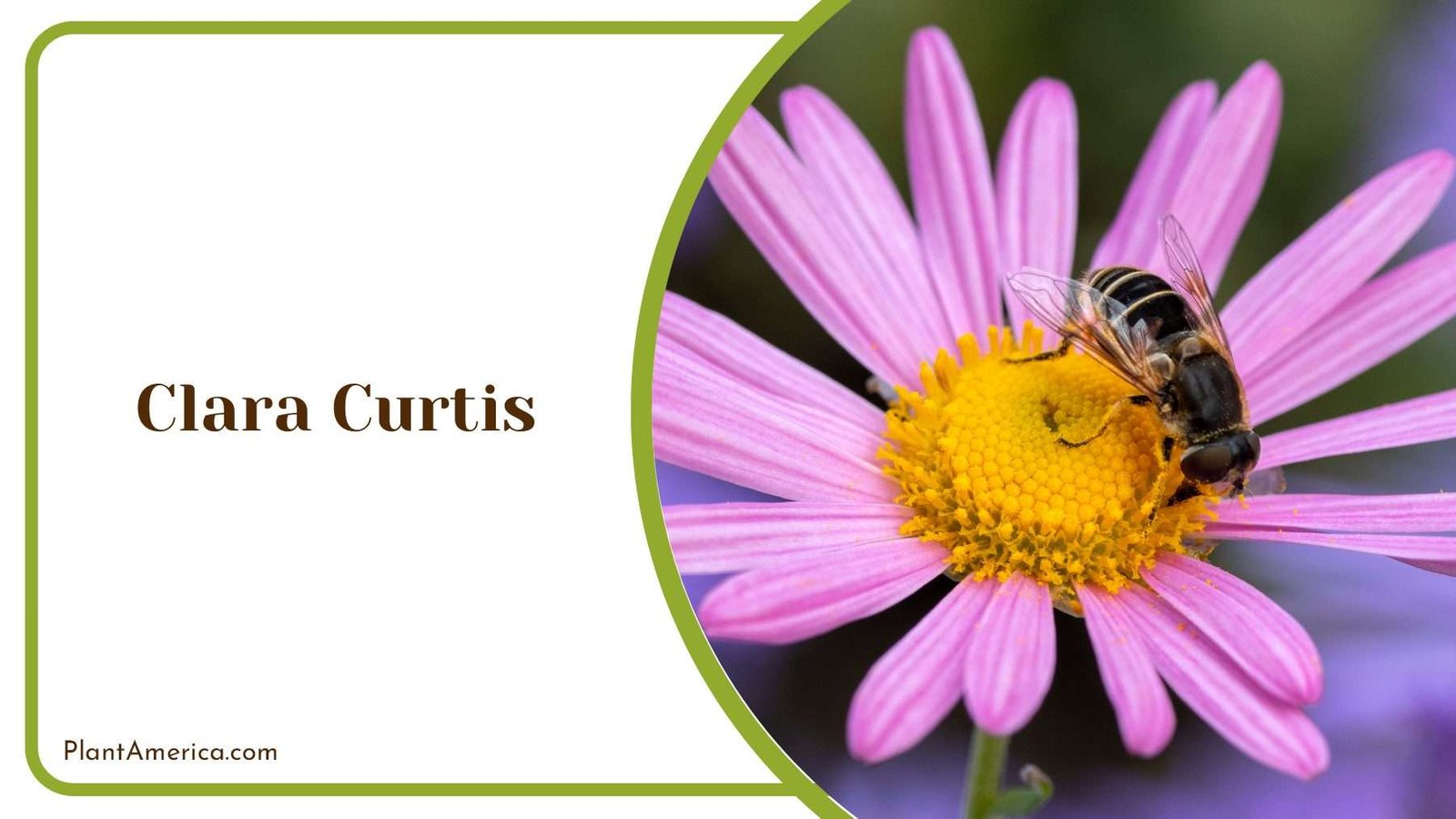 Clara Curtis Yellow Center With Pink Flowers PlantAmerica