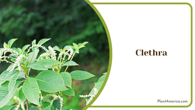 Clethra Plant Plant America
