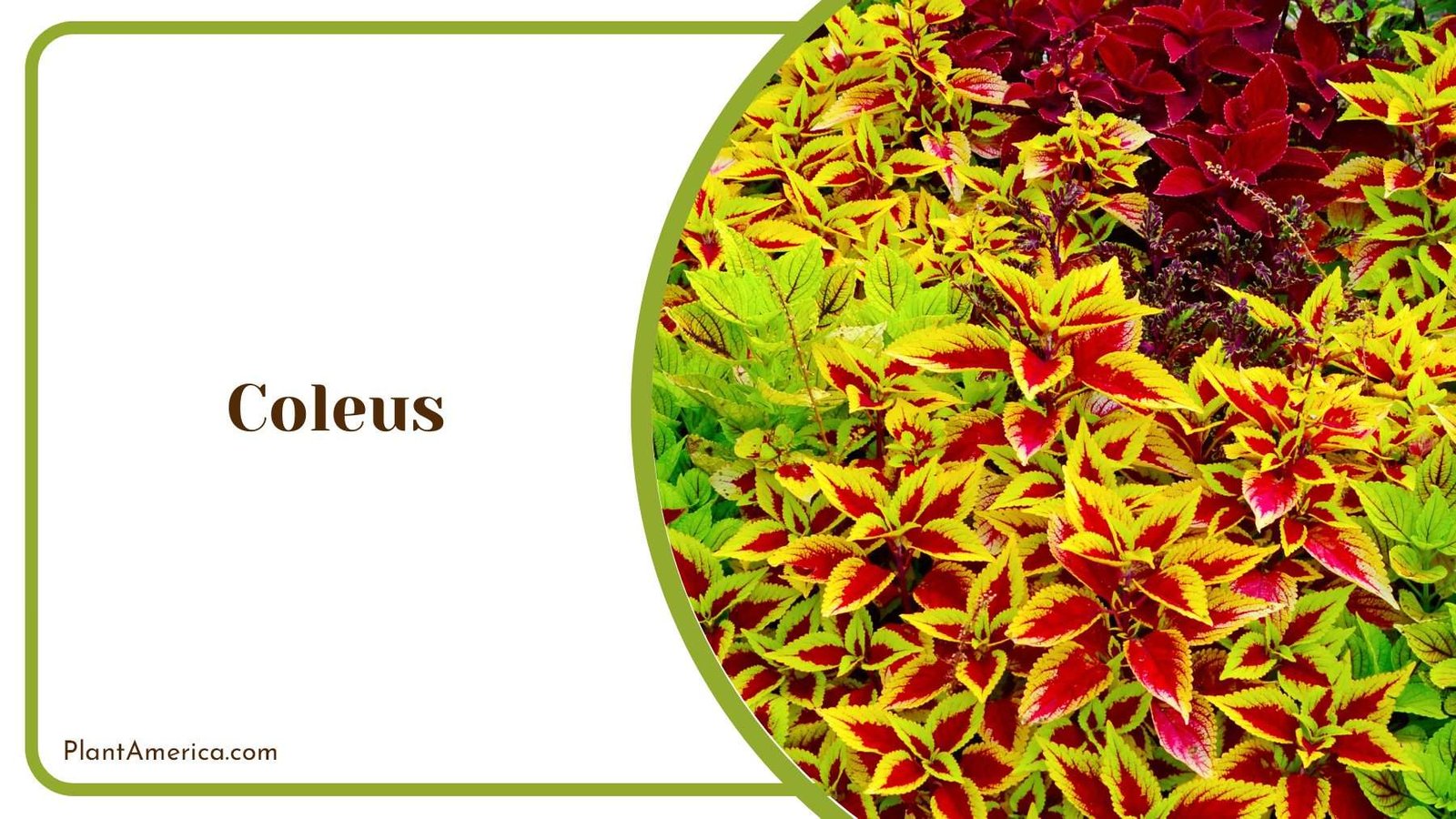 Coleus With Colorful Foliage Plant America
