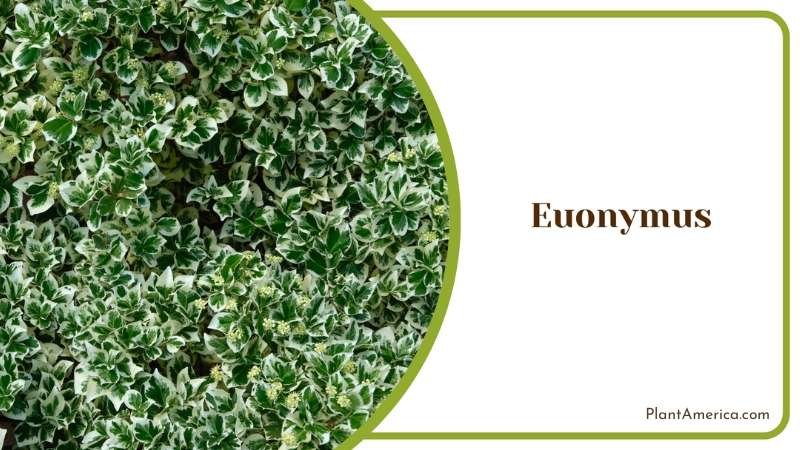 Colorful Euonymus Bushes Plant America