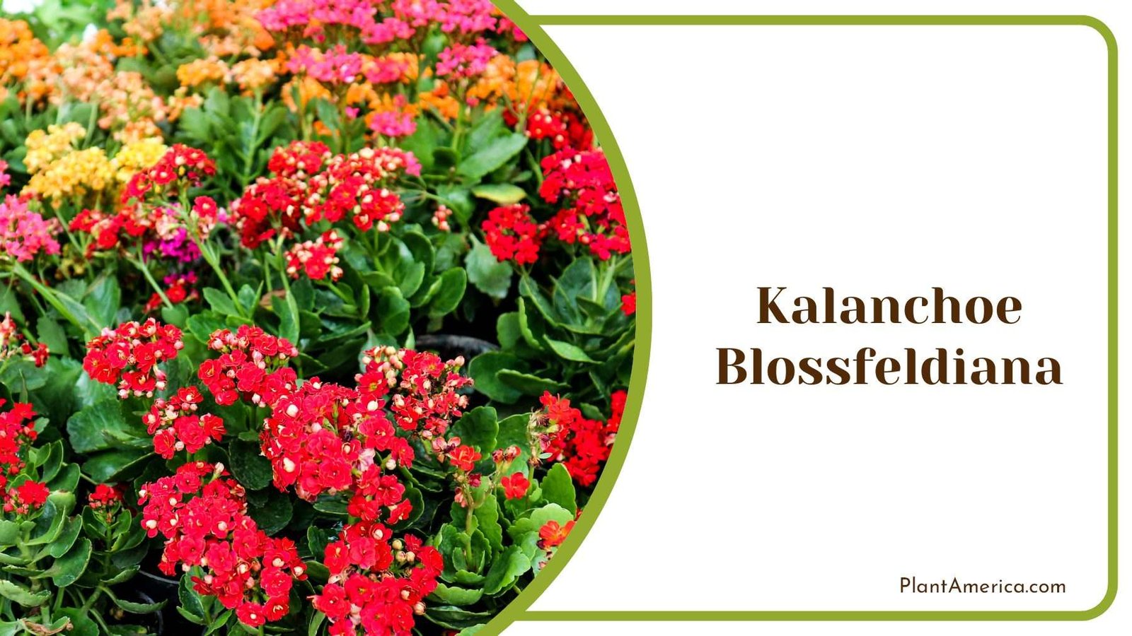 Colorful Kalanchoe Blossfeldiana Plant America