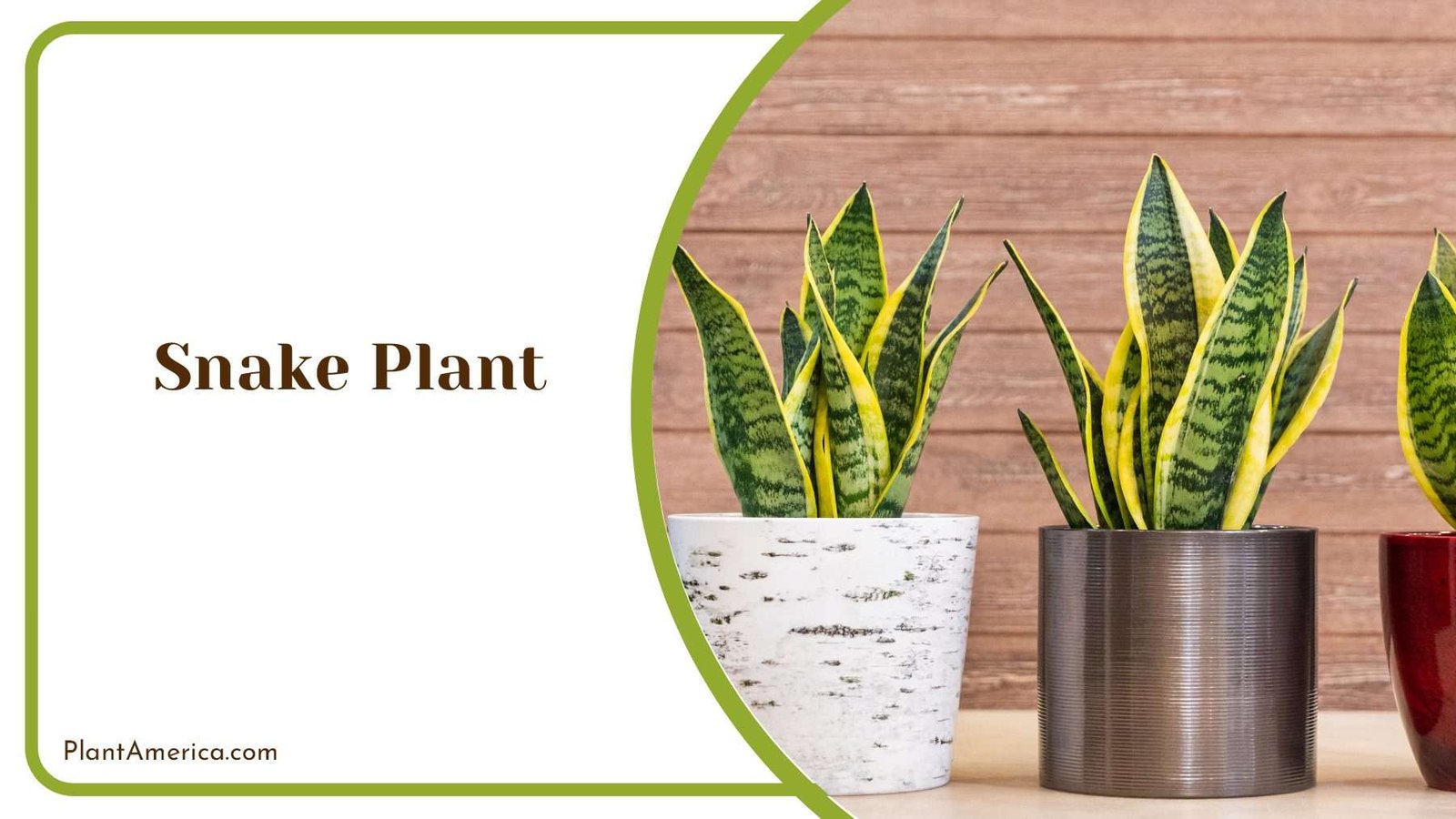 Colorful Leaves Of Snake Plant Plant America