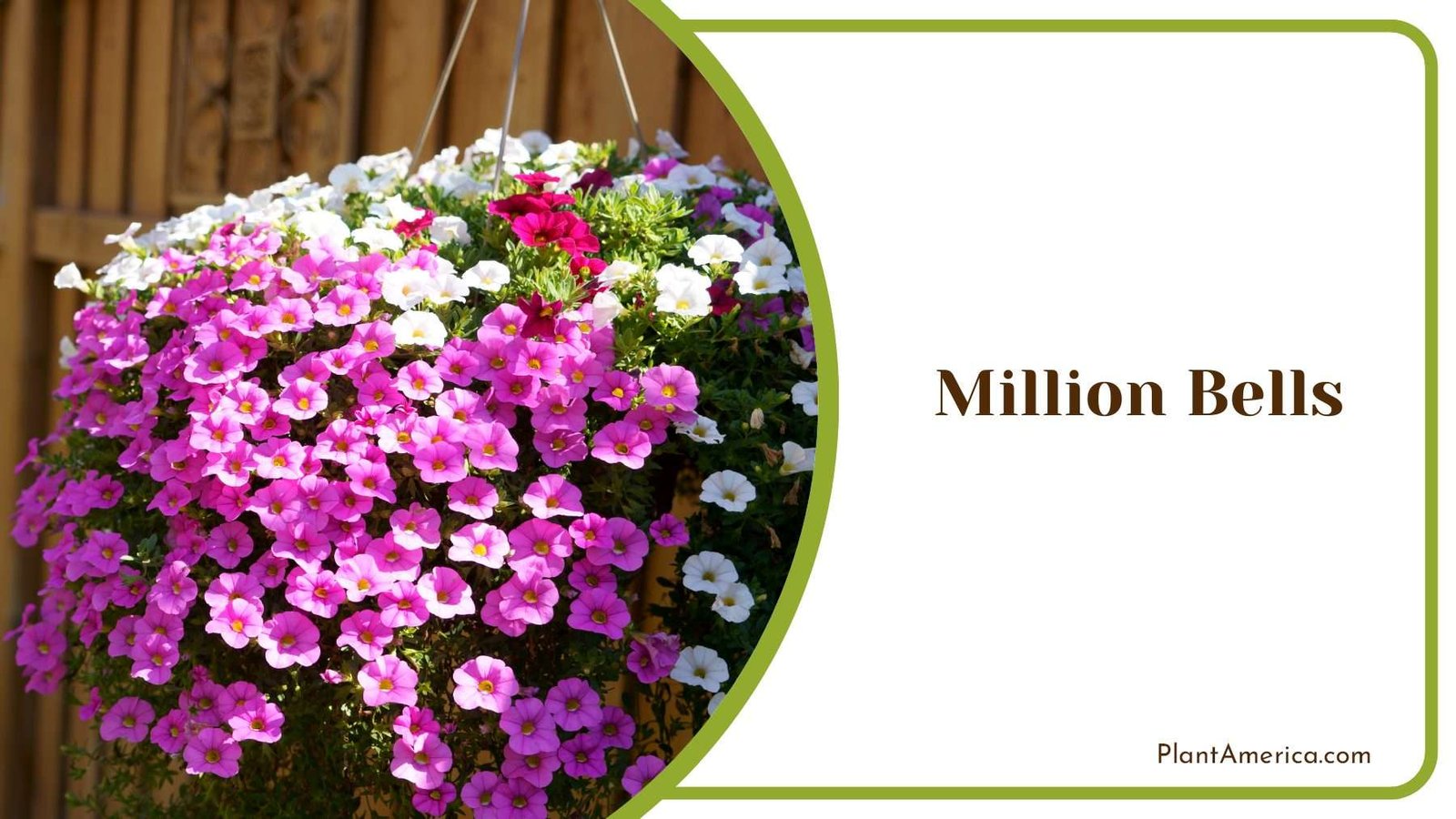 Colorful Million Bells Plant America