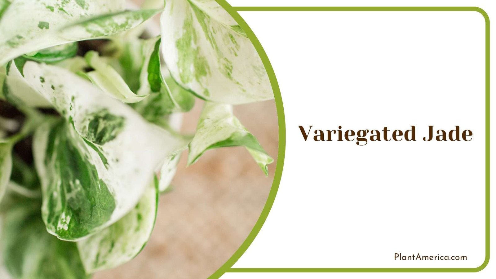 Colorful Variegated Jade Plant Plant America