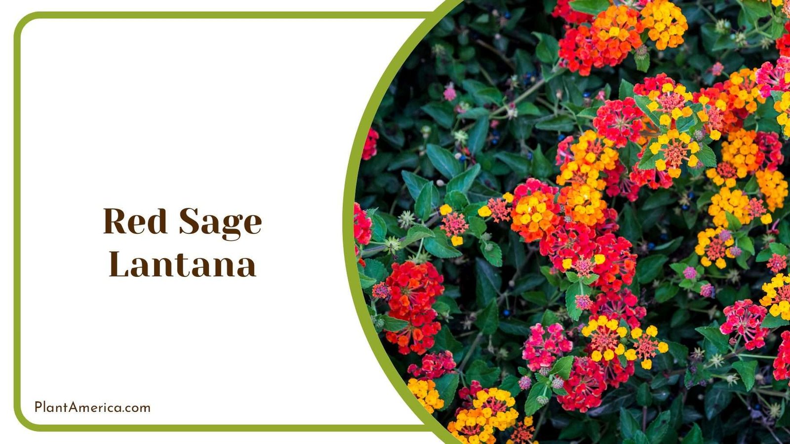 Colourful Red Sage Lantana Plant America