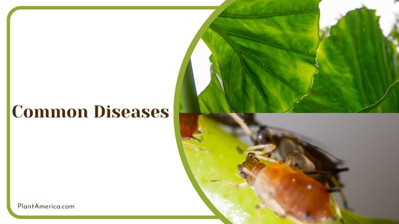 Common Diseases of Alocasia ~ PlantAmerica Common Diseases of Alocasia ~ PlantAmerica