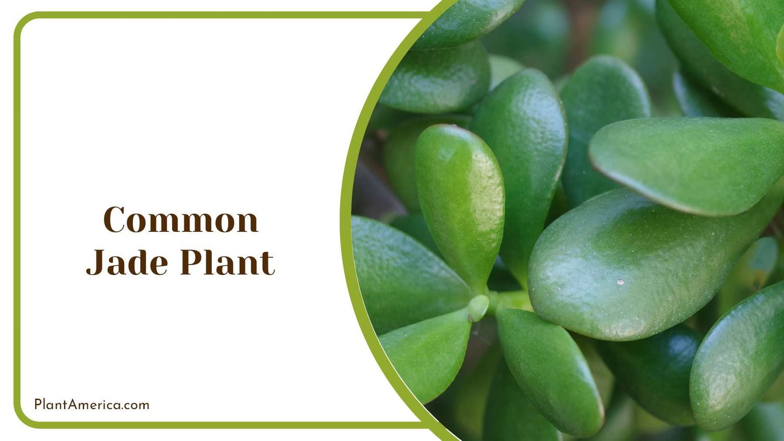 Common Jade Green Leaves Plant America