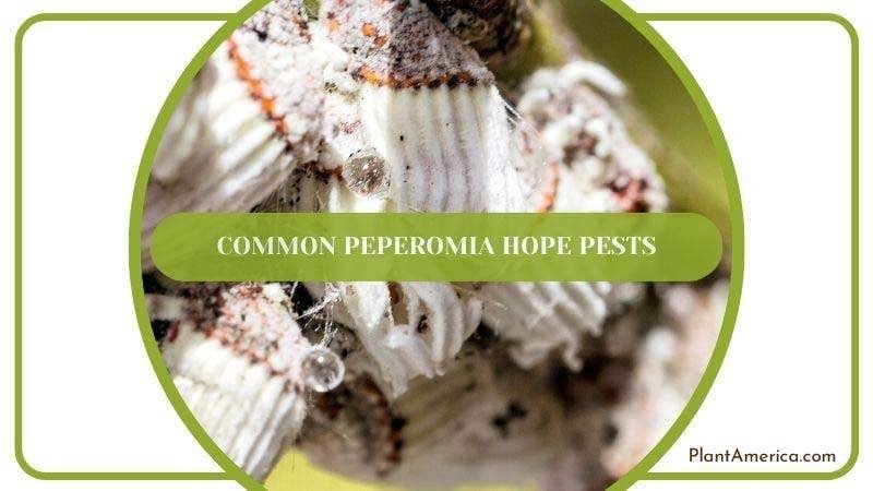 Common Peperomia Hope Pests PlantAmerica