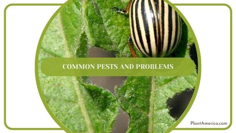 Common Pests and Problems Plant America
