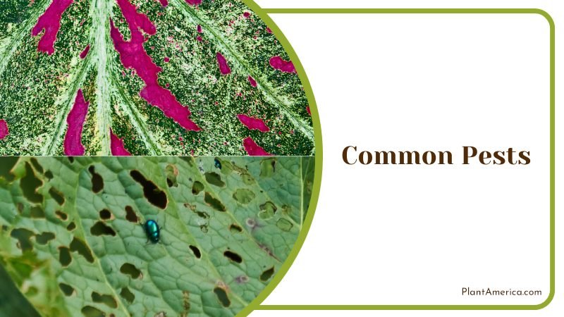 Common Pests on Alocasia ~ PlantAmerica Common Pests on Alocasia ~ PlantAmerica