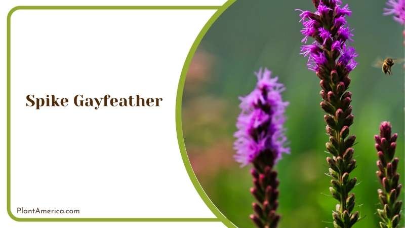 Companion Plants For Spike Gayfeather Perfect Pairings Plant America Companion Plants For Spike Gayfeather Perfect Pairings Plant America