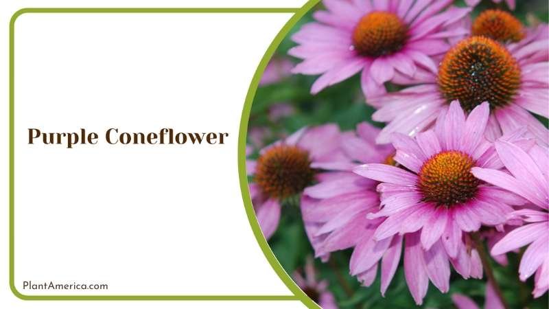 Companion Plants for Purple Coneflower Perfect Pairings Plant America Companion Plants for Purple Coneflower Perfect Pairings Plant America